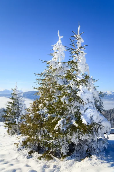 Inverno Tranquillo Paesaggio Montano Con Rima Abete Rosso Ricoperto Neve — Foto Stock