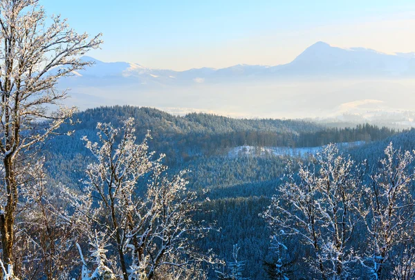 Rym pokryte drzewami w góry zimą — Zdjęcie stockowe