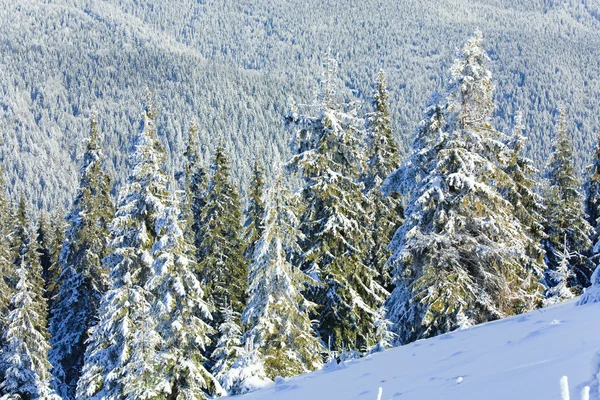 Winter Rustig Berglandschap Met Rime Sneeuw Bedekte Sparren Bomen — Stockfoto