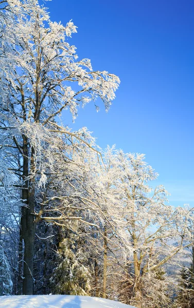 Rime coberto de árvores na montanha de inverno — Fotografia de Stock