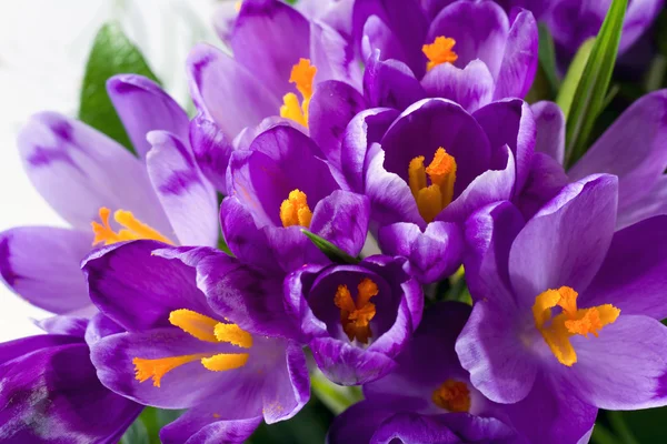 Tavaszi Nyaralás Crocus Virágok Háttér Makró — Stock Fotó