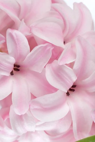 Hyacinthus fleur — Photo