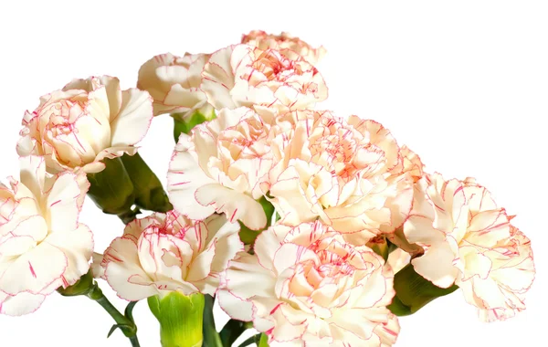 ホワイト ピンクのカーネーションの花 — ストック写真