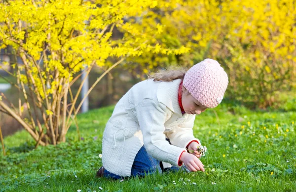 Menina Pequena Feliz Reúne Flores Gowan Perto Florescer Arbusto Forsythia — Fotografia de Stock