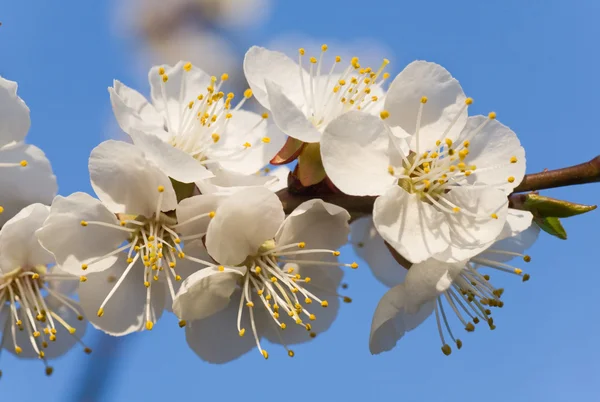 Kwitnąca Gałązka Wiśni Drzewie Kwiatowym Tle Nieba Złożone Zdjęcie Makro — Zdjęcie stockowe