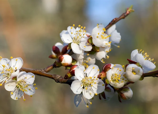 Blütenzweig Des Kirschbaums Auf Blütenbaumhintergrund Makroaufnahme Mit Beträchtlicher Schärfentiefe — Stockfoto