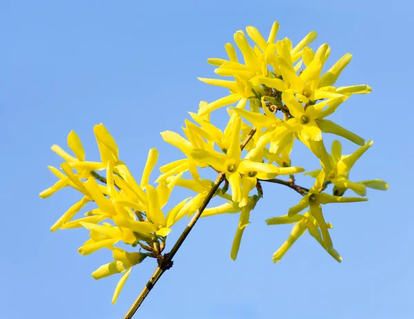 Spring Blossoming Twig Yellow Forsythia Bush Blue Sky Background — Stock Photo, Image