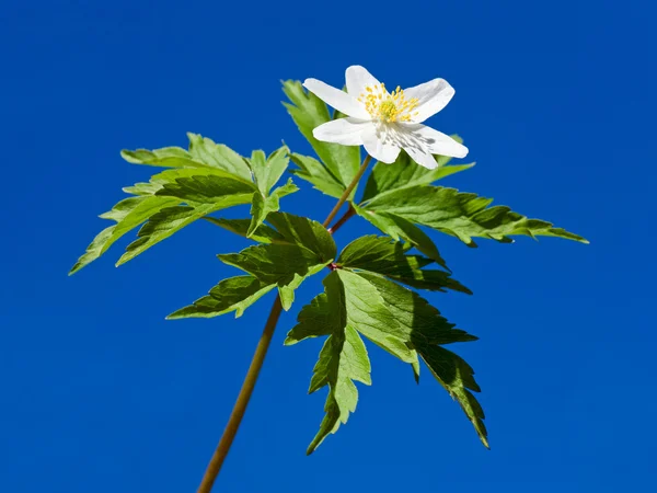 stock image Anemone white flower on blue sky background