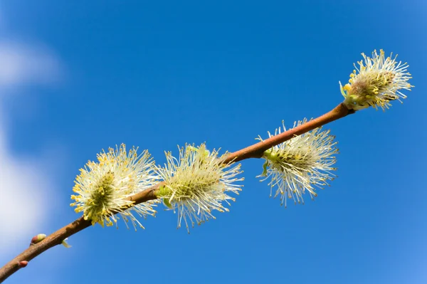 蓝蓝的天空背景上绽放春天的柳树枝条与芽 — 图库照片