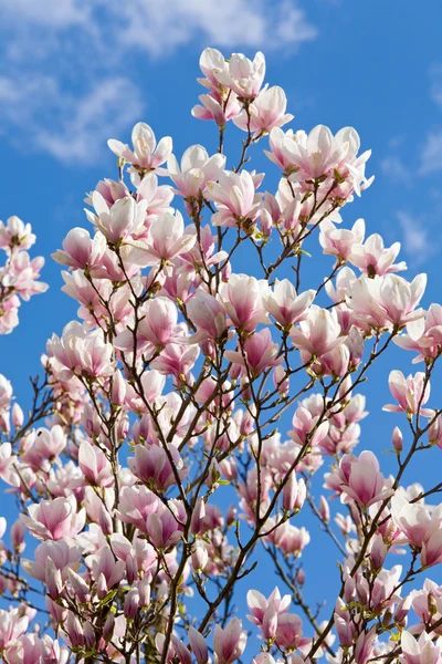Blossoming Twig Magnolia Tree Blue Sky Cloud Background — Stock Photo, Image