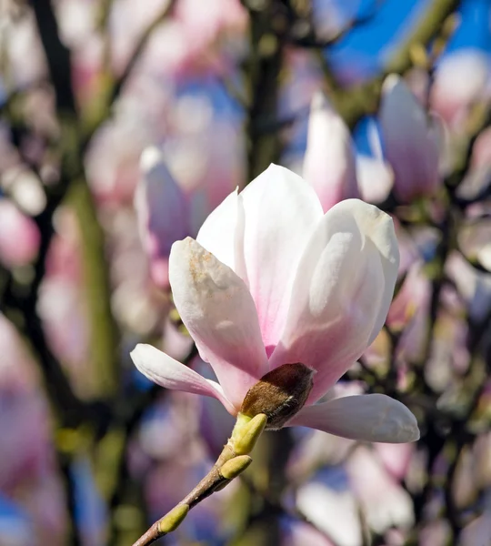 Magnolia-träd — Stockfoto