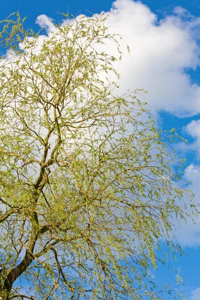 Våren Blommande Pilträd Himmel Bakgrund — Stockfoto