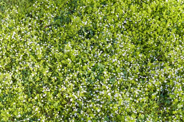 Zomer Groen Gras Tuin Met Kleine Blauwe Bloemen Aard Achtergrond — Stockfoto