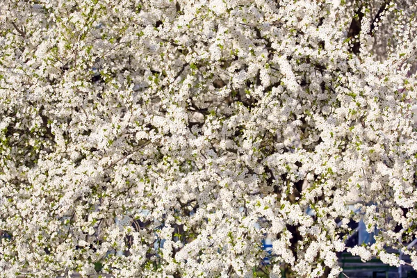 Witte Bloei Cherry Tree Voorjaar Achtergrond — Stockfoto
