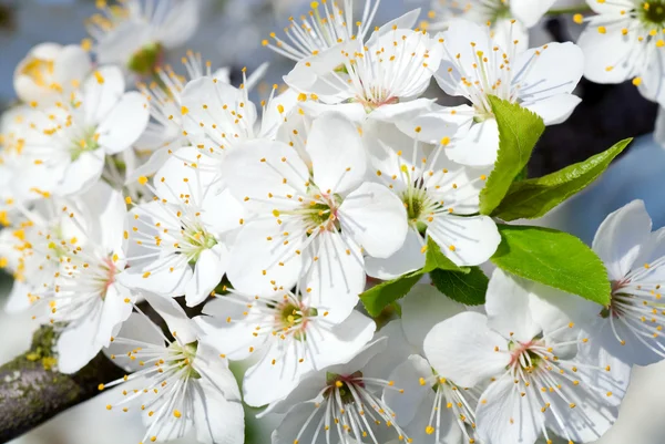 Vita blommande körsbärsträd twig — Stockfoto