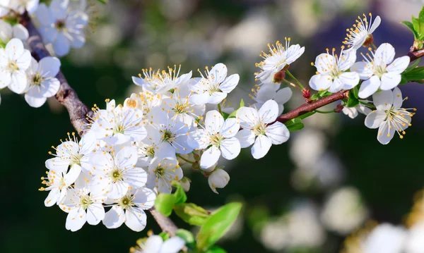 White Blossoming Twig China Cherry Tree Macro — Stock Photo, Image