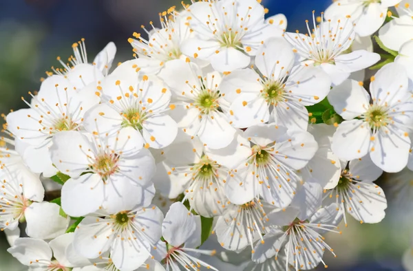 Fehér Virágzó Ágakat Kína Cseresznye Makró — Stock Fotó