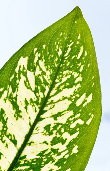 Blattfragment der Fensterpflanze "dieffenbachia" — Stockfoto