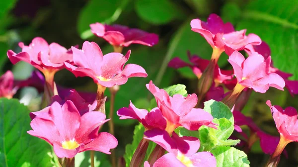 Kwiat Primula — Zdjęcie stockowe