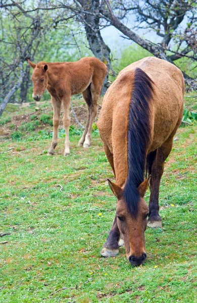 Лошадь с маленьким жеребцом — стоковое фото