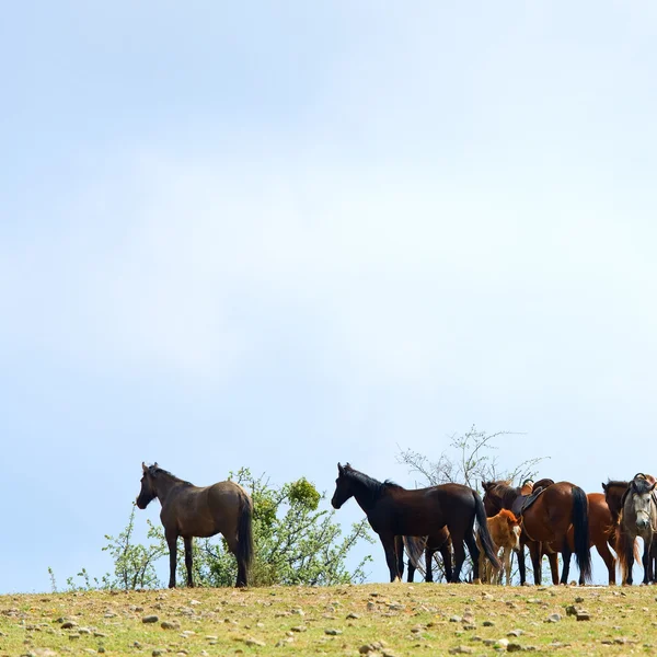 Cavalos Rebanho Com Potro Pequeno Colina Primavera Céu Nublado Fundo — Fotografia de Stock