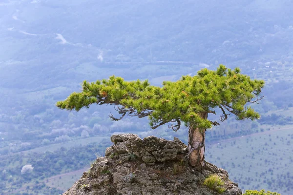 Kayaların üstüne ağaç — Stok fotoğraf