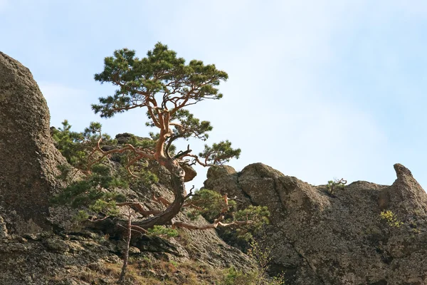 Drzewo na szczycie skały — Zdjęcie stockowe