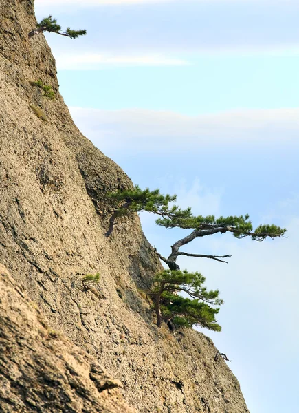 Kayalar yamacındaki ağaçlar — Stok fotoğraf