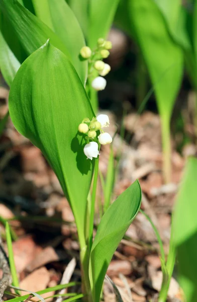 stock image Lily of the valley