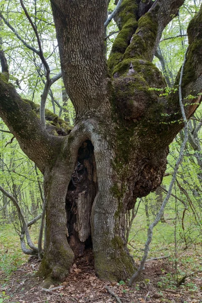 Old Majestic Tree Hollows Spring Forest — Stock Photo, Image
