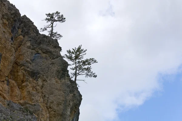 天空背景岩石斜坡上的针叶树 乌克兰克里米亚德默德芝山 — 图库照片