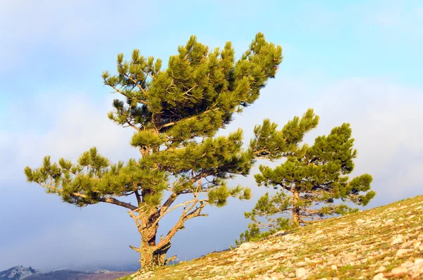 Albero di pino — Foto Stock