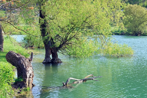 Szép tavaszi tó — Stock Fotó