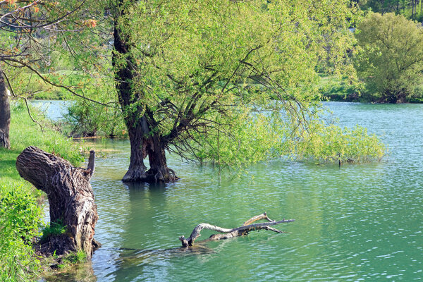 Beautiful lake and spring tree in water