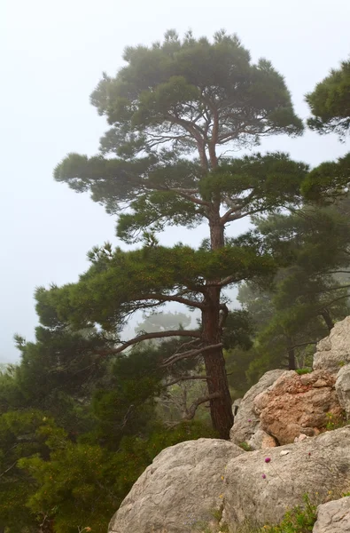 Los Árboles Coníferas Pendiente Rocas Mañana Brumosa Crimea Ucrania — Foto de Stock