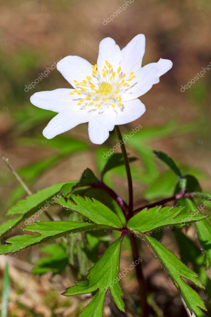 Planta anémona con flor blanca: fotografía de stock © wildman #4544203 |  Depositphotos