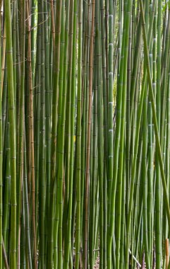 High green trunk of bamboo plant 