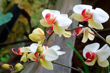 Beautiful magenta-yellow orchid flower. Composite macro photo with considerable depth of sharpness. clipart