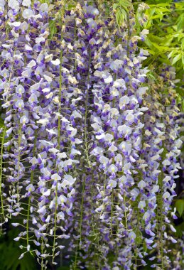 Wisteria sinensis