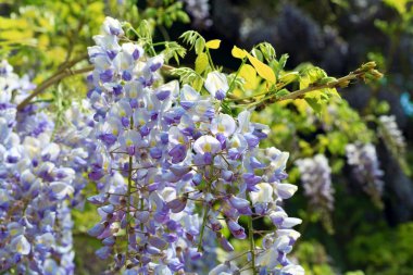 Wisteria sinensis