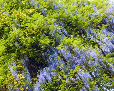 Wisteria çiçek