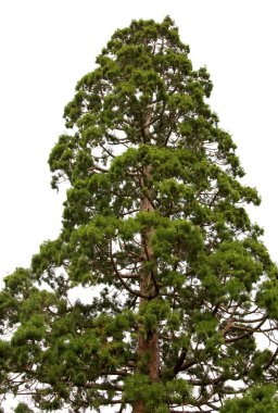 Sequoia tree isolated clipart