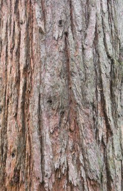 Sequoia bark clipart