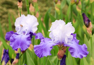 Iris flower clipart