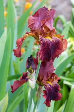 Iris flower clipart