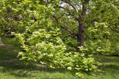 Big plane trees clipart