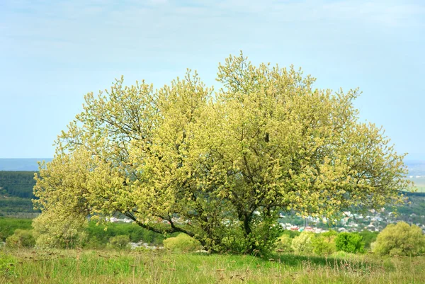 Árvore de primavera florescente no planalto — Fotografia de Stock