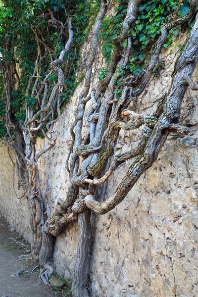 Roślina stary na tle ściany z kamienia — Zdjęcie stockowe