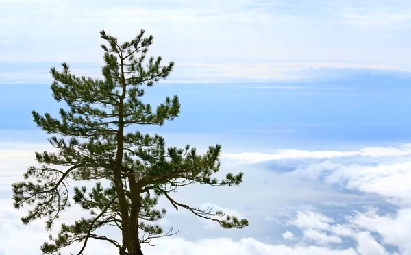 曇り空と海の背景の上の孤独な松 — ストック写真