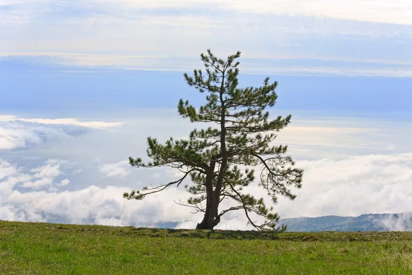 Eenzame Naaldboom Bewolkte Hemel Zee Achtergrond — Stockfoto